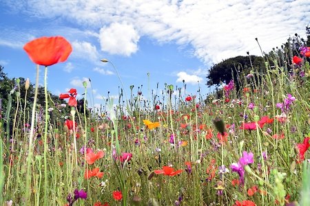 Home. flowers wider