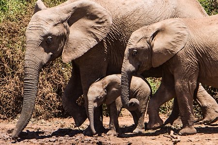 Family Counselling. elephant family